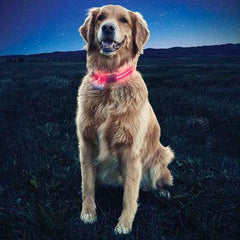 Illumiseen LED Dog Collar