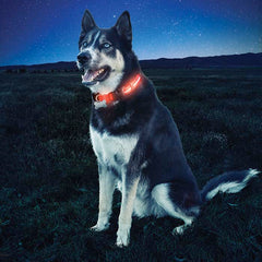 Illumiseen LED Dog Collar