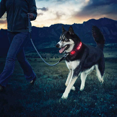 Illumiseen LED Dog Collar