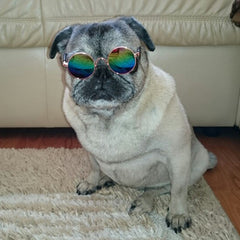 Sunglasses For Pets